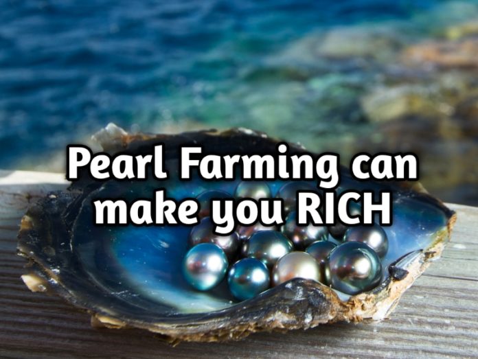 Pearl Farming